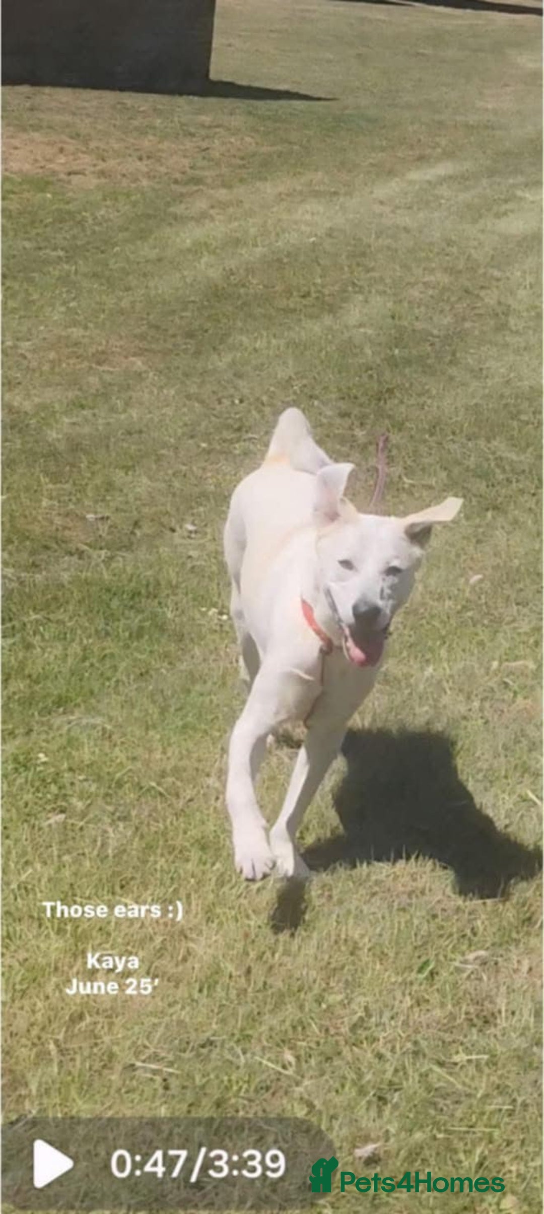 Mixed Breed dogs for adoption: Kaya is approx 2 yrs old  - Image 2