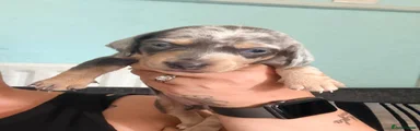 Dachshund 3