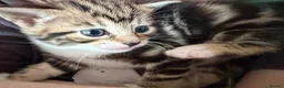 Mixed Breed cats for sale: 2 male kittens - Advert 3