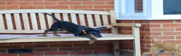 Mixed Breed dogs for adoption: Lovely Little Lotus - Advert 16
