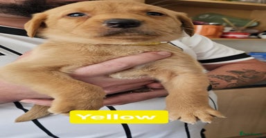 Labrador Retriever dogs - Advert 4