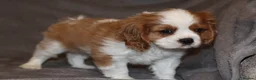 Cavalier King Charles Spaniel dogs for sale: Heart and health tested, KC registered. - Advert 26