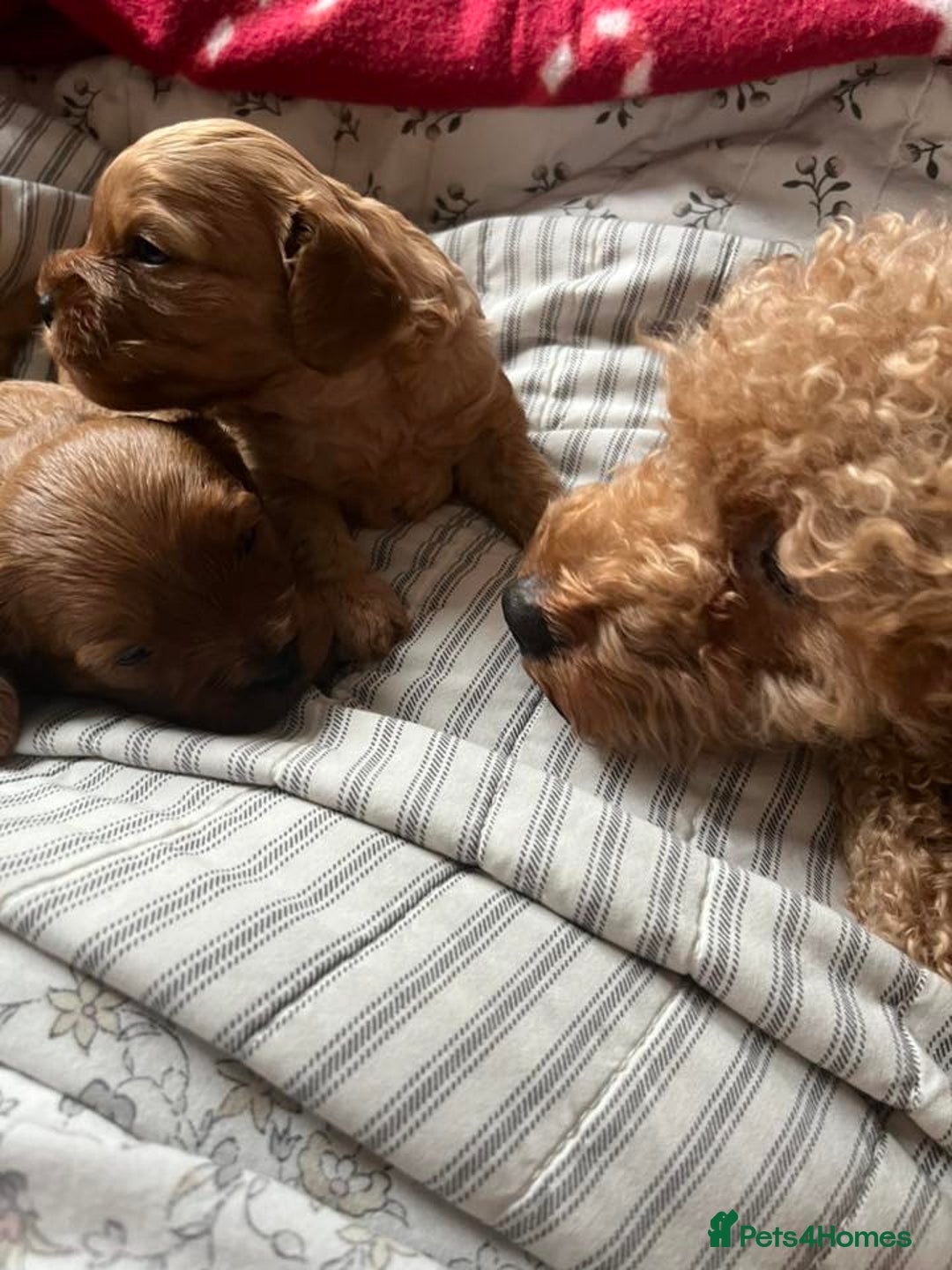 Cavapoo dogs for sale: Stunning Cavapoo Puppies - Advert 5