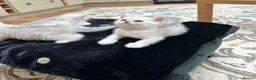 British Shorthair cats for sale: Beautiful British Shorthair Silver Shaded Kittens in Leicester - Advert 3
