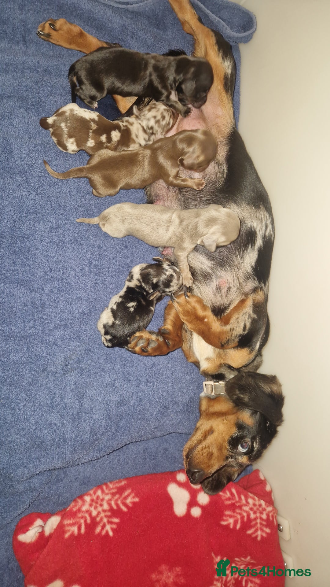 Miniature Dachshund dogs for sale: ⭐️🌈Beautiful miniature dachshunds🌈⭐️ - Advert 17