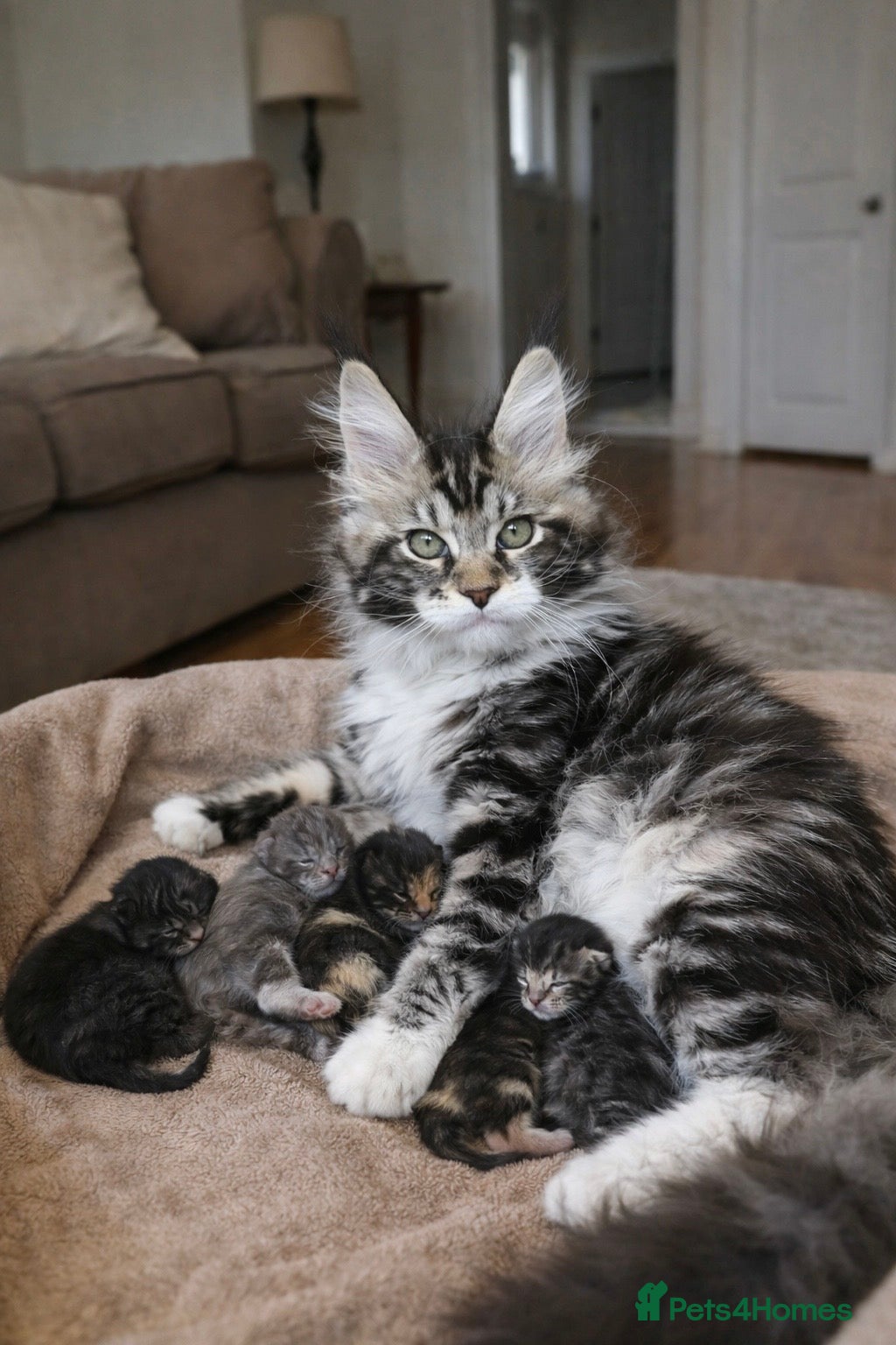 Maine Coon cats Last 2 Maine Coon Kittens in Sheffield - Advert 1