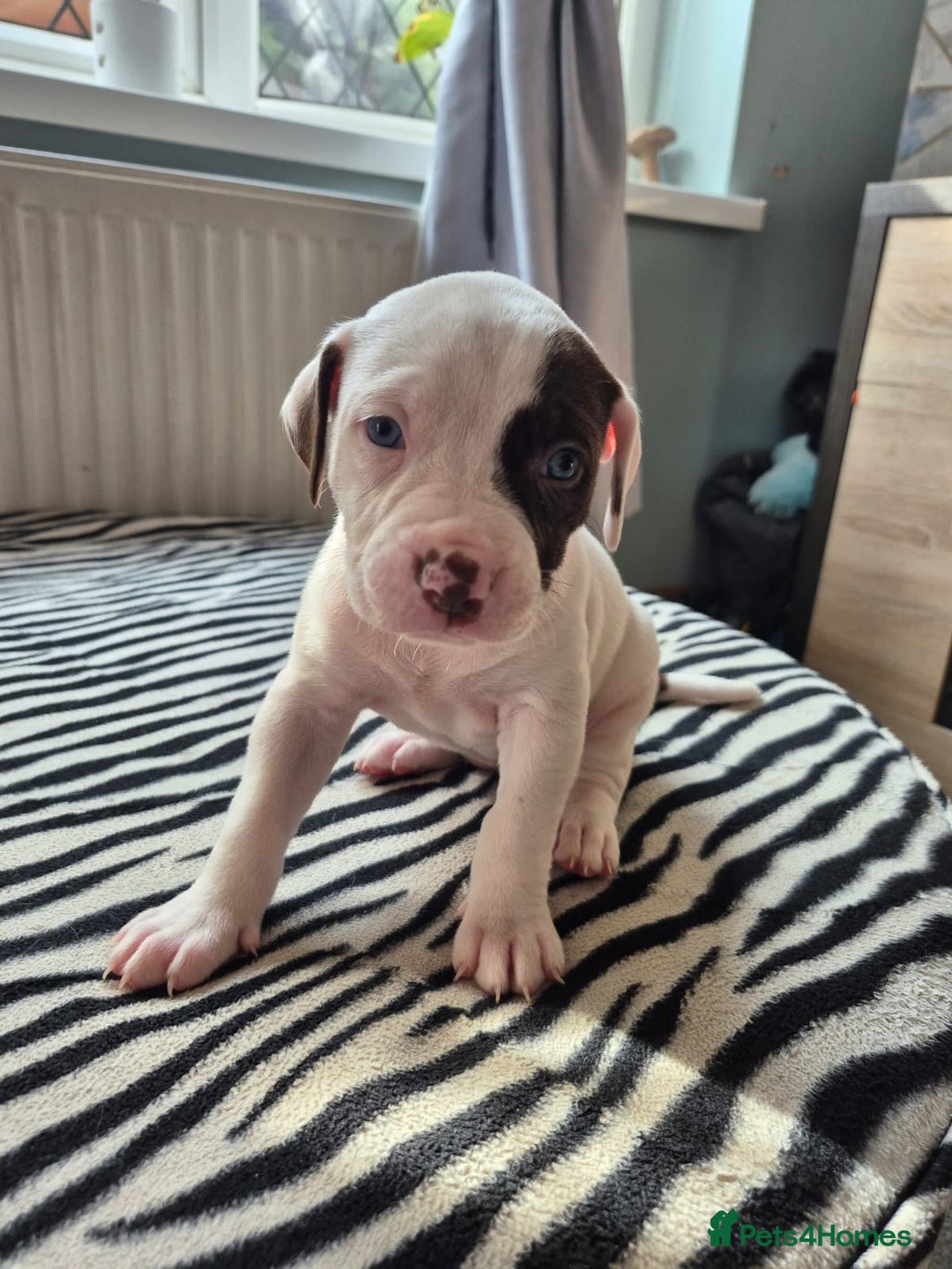 American Bulldog dogs for sale: American Bulldog Puppies  - Image 2