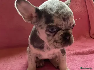 French Bulldog dogs French Bulldog ready to leave now - Advert 17