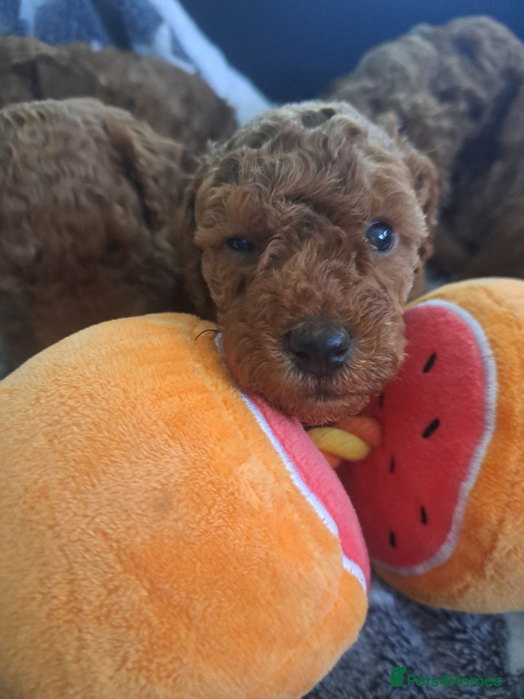 Toy Poodle dogs for sale: Toy poodle for sale - Image 3
