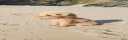 Cavapoochon dogs for sale: Toy Cavapoochon - register your interest - Advert 8