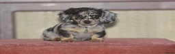 Dachshund dogs for sale: Gorgeous puppies - Advert 7