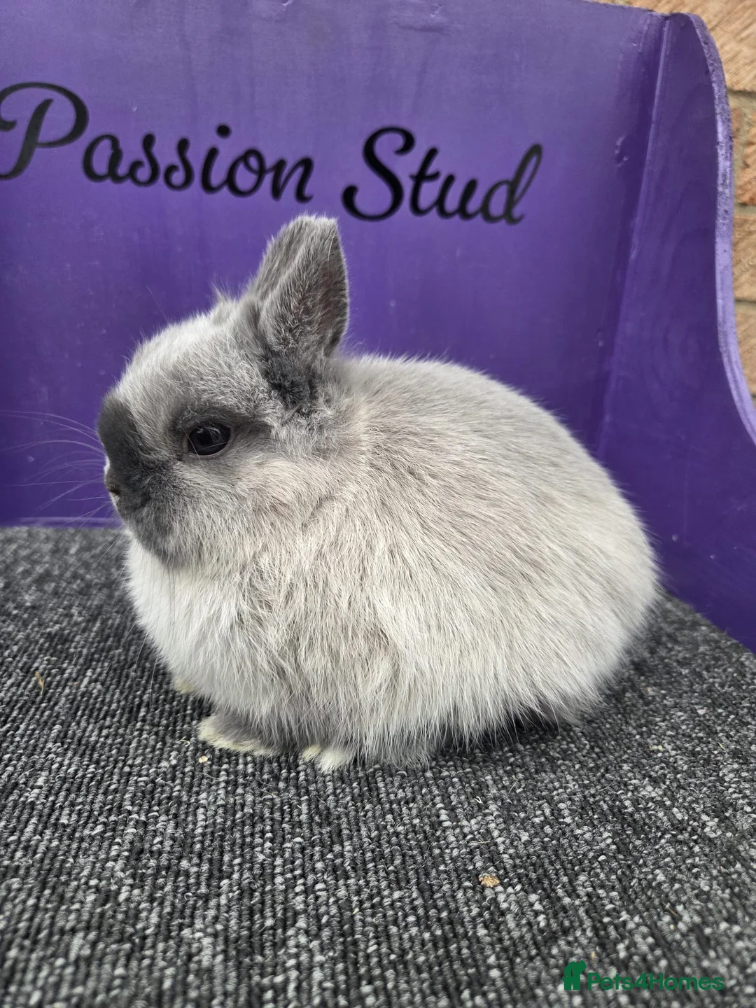 Netherland Dwarf rabbits for sale: Pure bred netherland dwarf buck - Advert 2