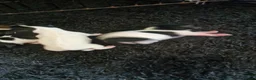 Jack Russell dogs for sale: Jack Russell puppies  - Advert 10