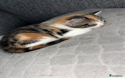 Bengal cats for sale: bengal mixed kittens  - Image 2