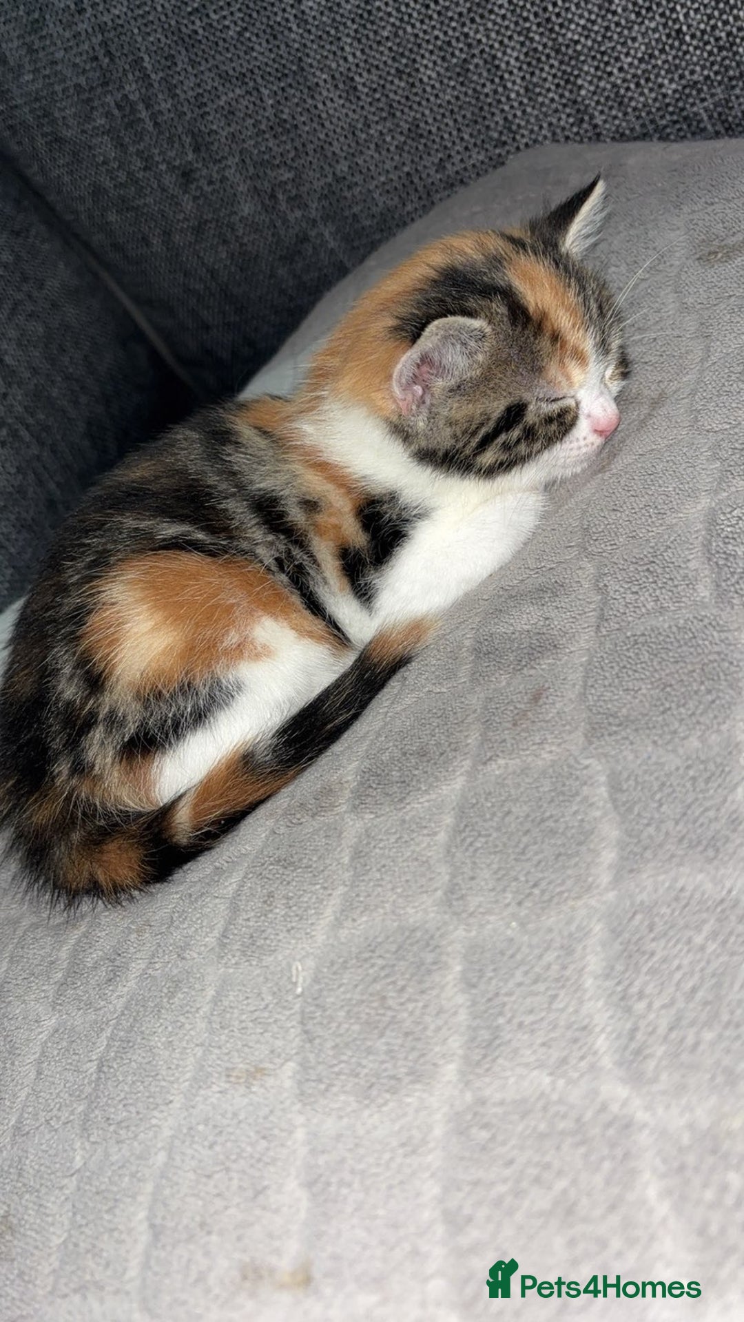Bengal cats for sale: bengal mixed kittens  - Image 2