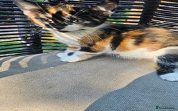 Persian cats for sale: Very beatifull mix breed/Persian kittens  - Image 21