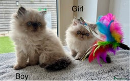 Persian cats for sale: LITTLE PERSIAN KITTENS FOR SALE!!! - Image 2