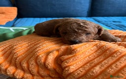 Cockapoo dogs for sale: Gorgeous F1b cockapoo puppies for sale - Image 5
