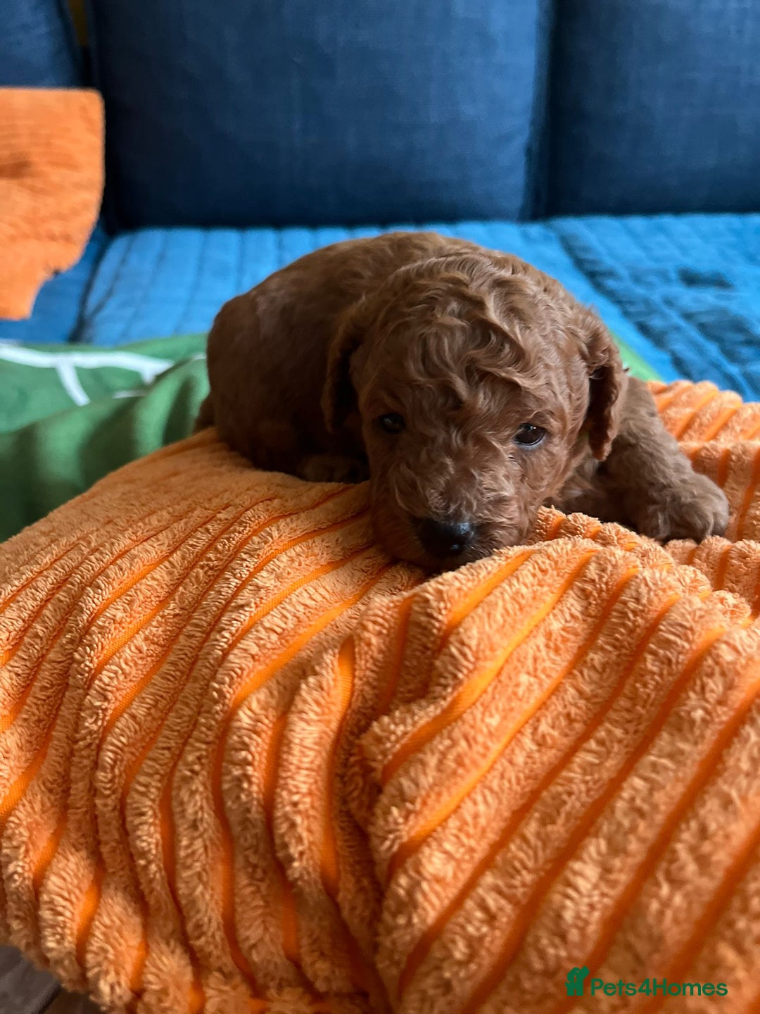 Cockapoo dogs for sale: Gorgeous F1b cockapoo puppies for sale - Image 5