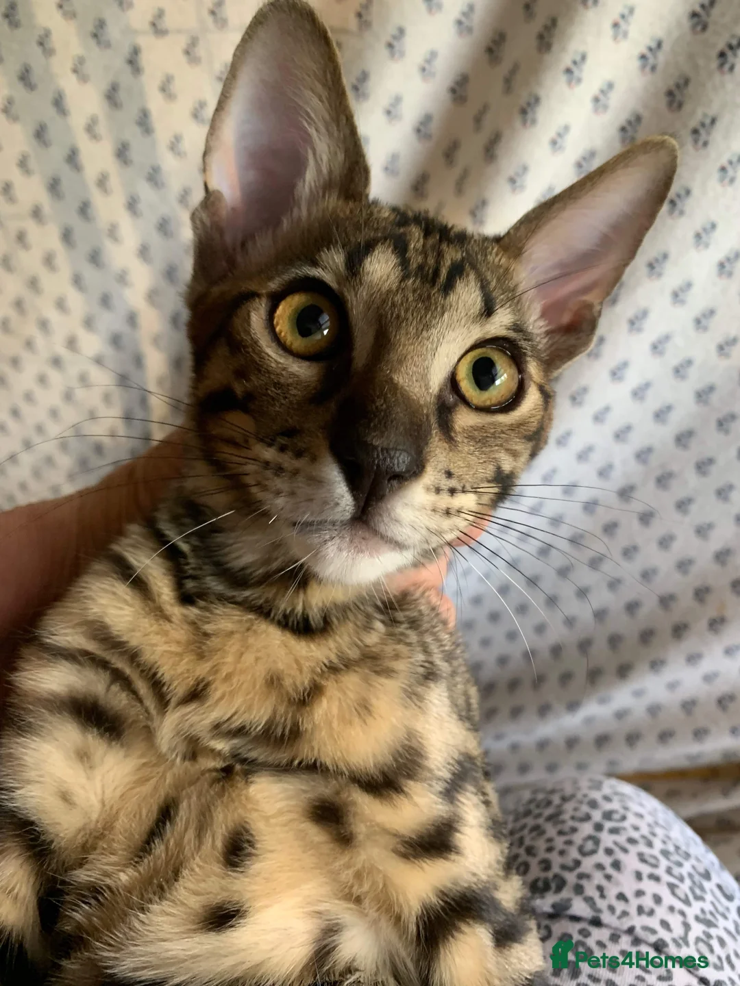 Savannah cats for sale: USA Elite Import F7 SBT - DRINKWATER VIPER F1 Stud - Advert 1