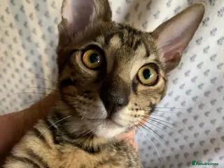 Savannah cats USA Elite Import F7 SBT - DRINKWATER VIPER F1 Stud - Advert 8