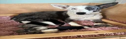 Border Collie dogs for sale: Border Collie puppies  - Advert 4