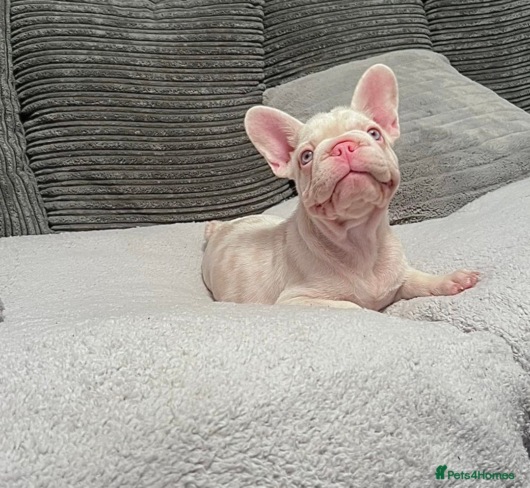 French Bulldog dogs for sale: Caramel Pink Husky Koi Male Puppy - Advert 6