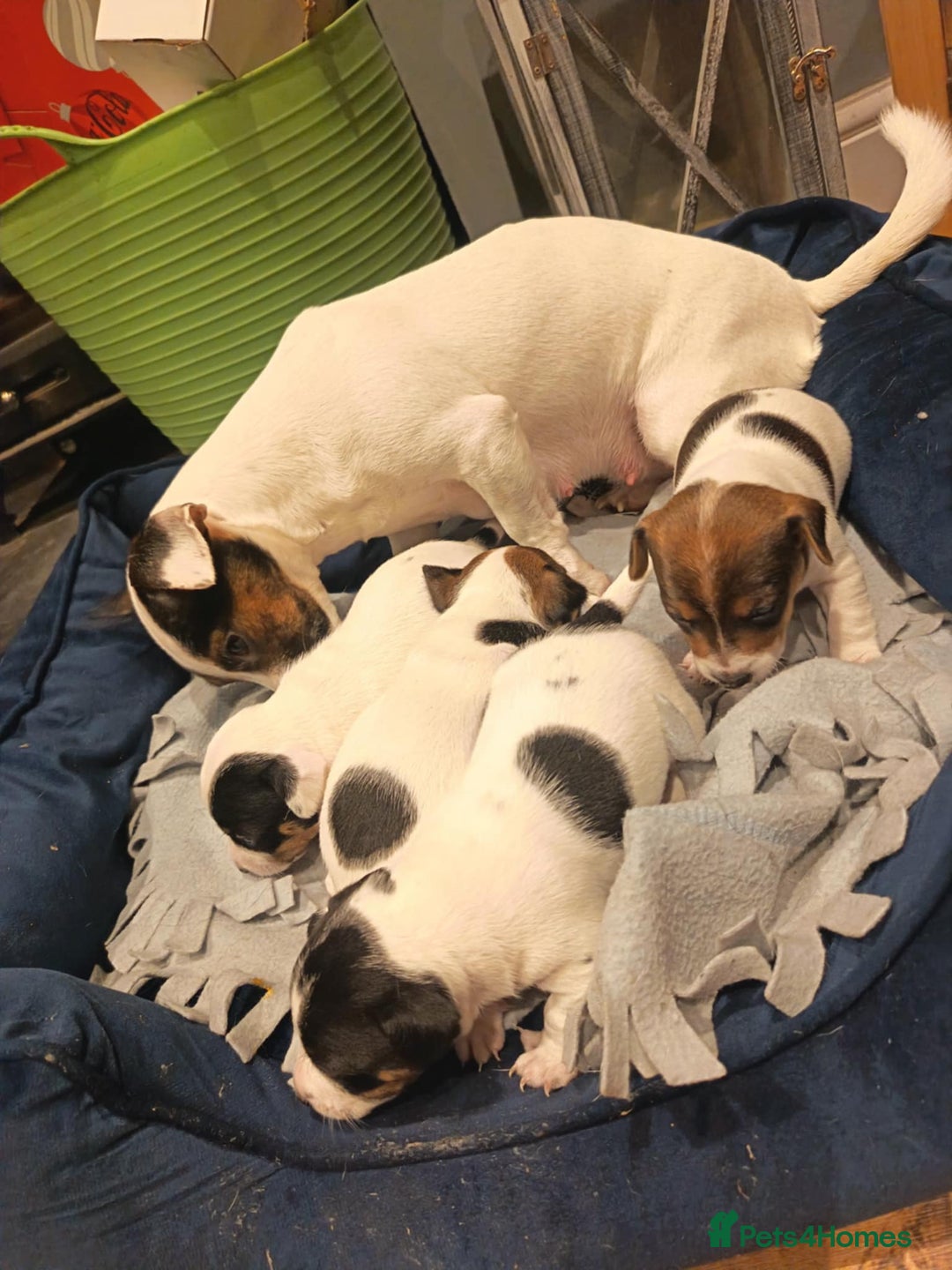 Jack Russell dogs for sale: Jack russle pups for sale - Advert 9
