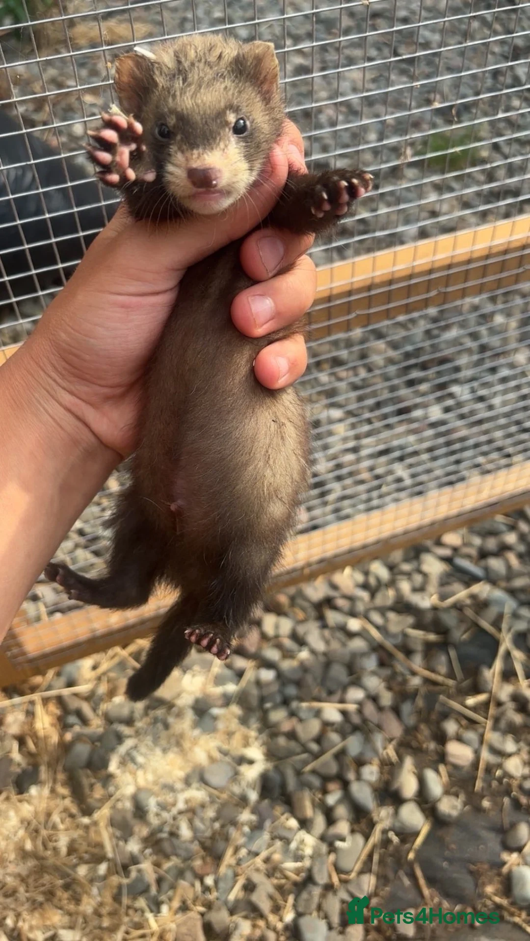 Ferret rodents for sale: 2 hobs  - Advert 1