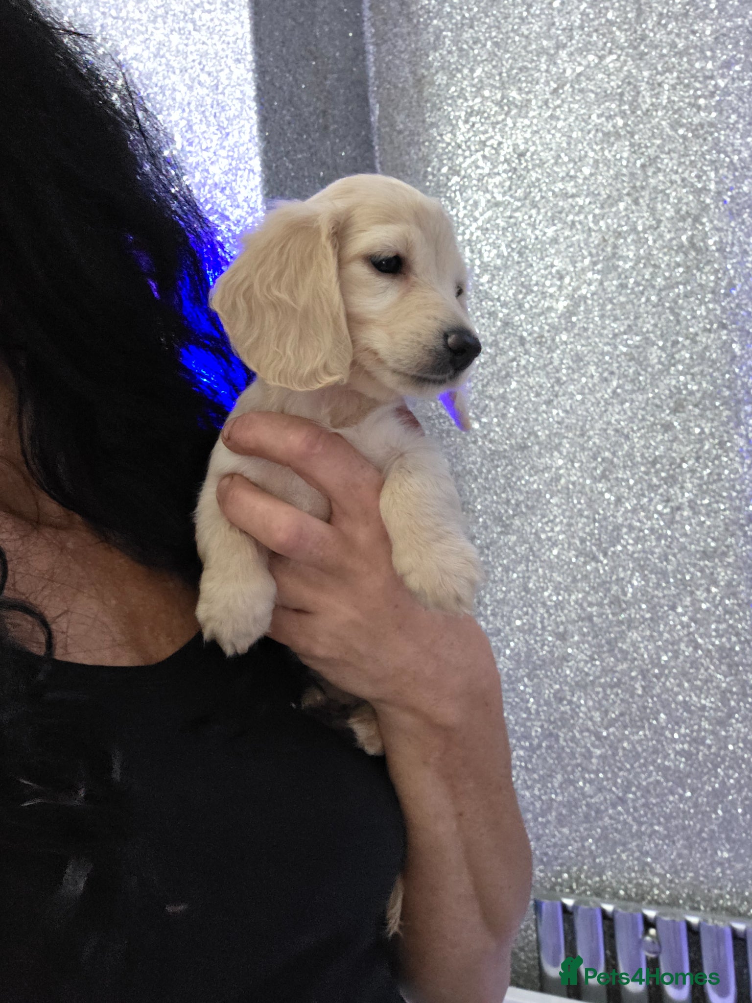 Miniature Dachshund dogs  Cream Miniature long-haired Dachshund  - Advert 18