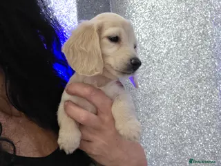 Miniature Dachshund dogs Cream Miniature long-haired Dachshund - Advert 18