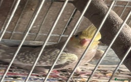 Cockatiels birds for sale: Cockatiels - Image 2