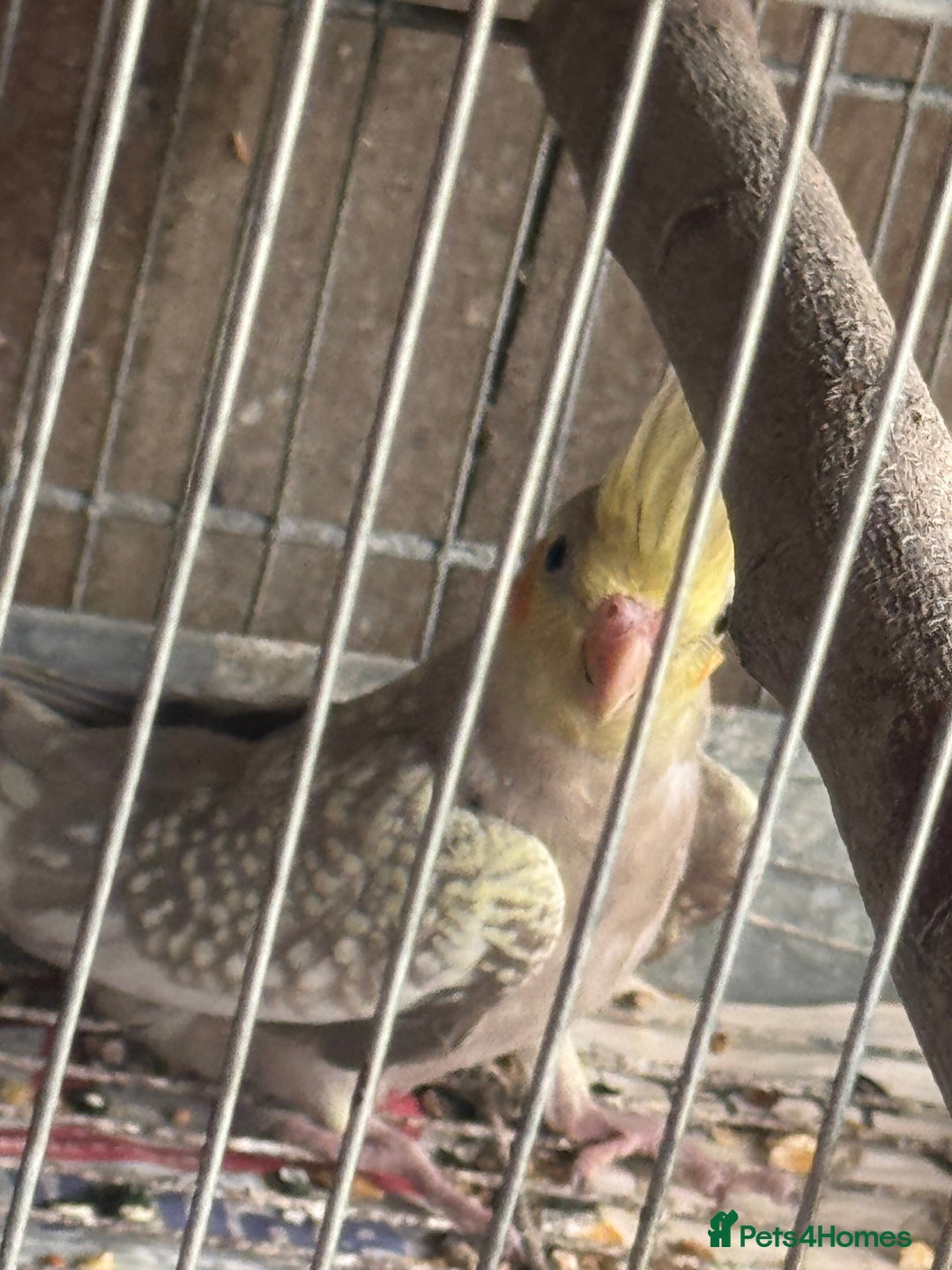 Cockatiels birds for sale: Cockatiels - Image 2