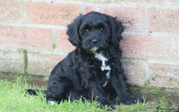 Cavapoo dogs for sale: Beautiful F1 Cavapoo puppies for sale - Image 21