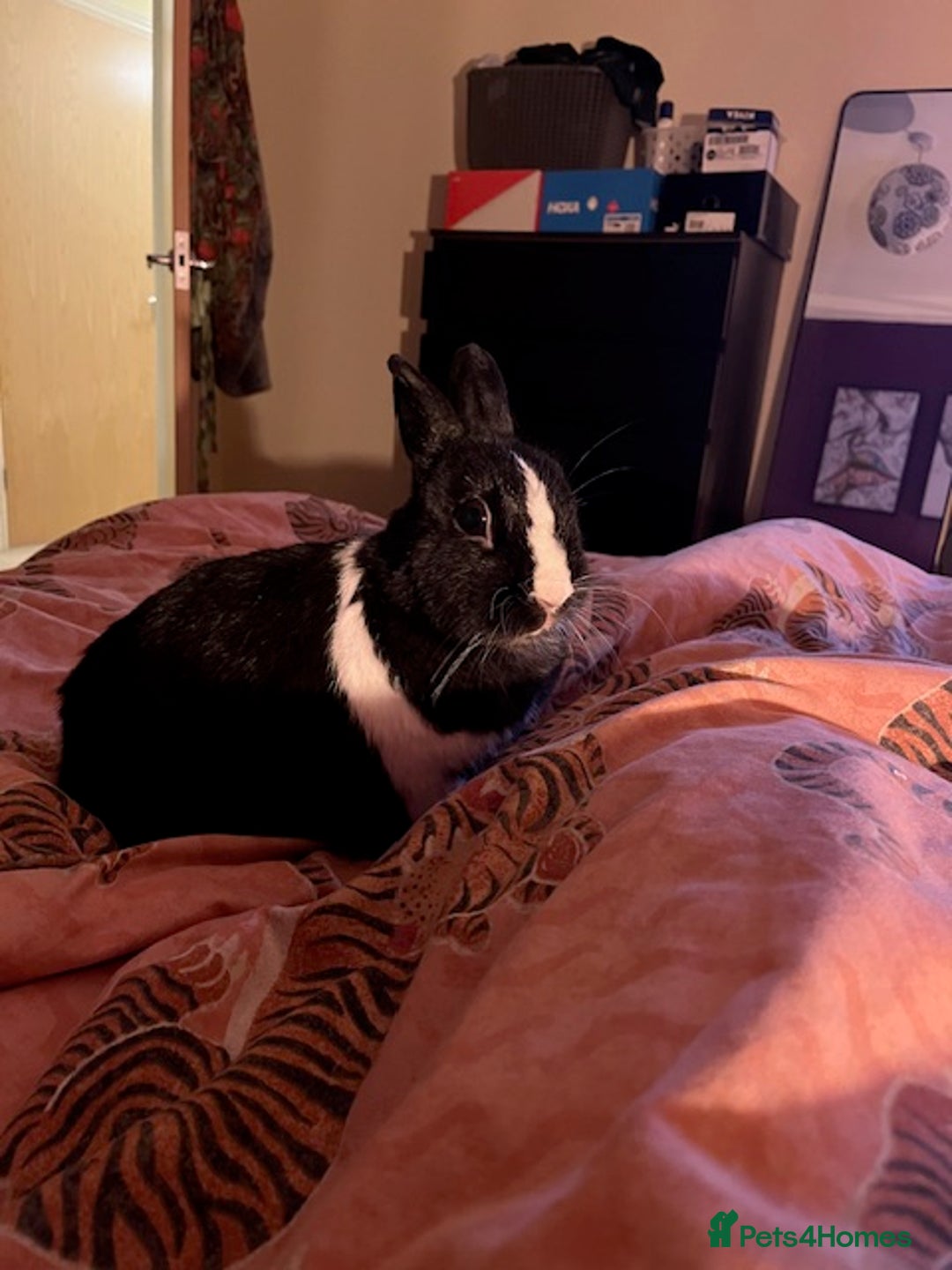 Netherland Dwarf rabbits for sale: Netherland dwarf rabbits for adoption - Image 7