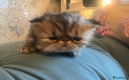 Persian cats for sale: Gorgeous Persians gccf registered pkd neg   - Image 11