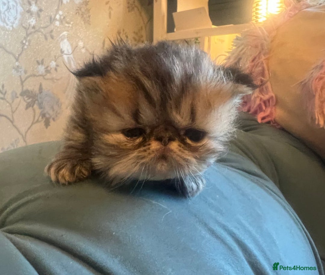 Persian cats for sale: Gorgeous Persians gccf registered pkd neg   - Image 11