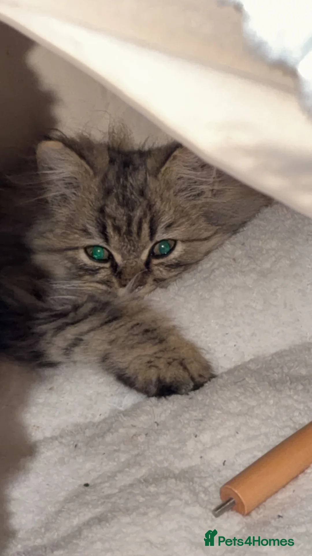 Persian cats for sale: Theo is a beautiful Persian boy  in Oxford - Advert 6