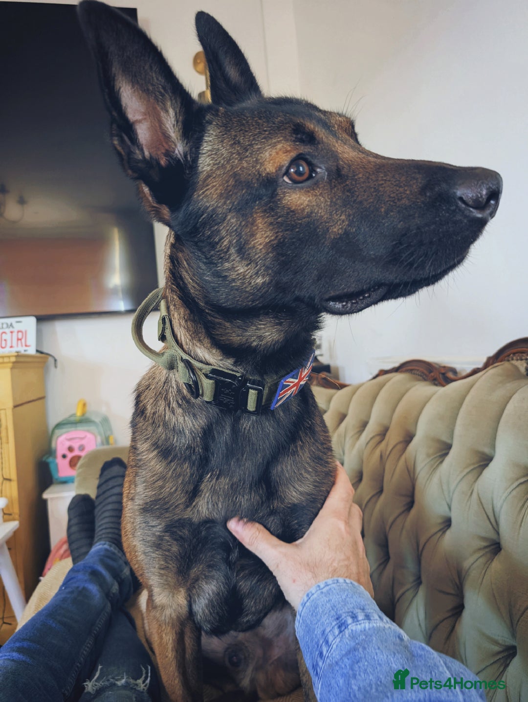 Belgian Shepherd Dog dogs for sale: Dutch Herder Puppies - Advert 25