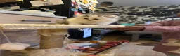 Persian cats for sale: Only 2 gorgeous female persian chinchill left now  - Advert 13