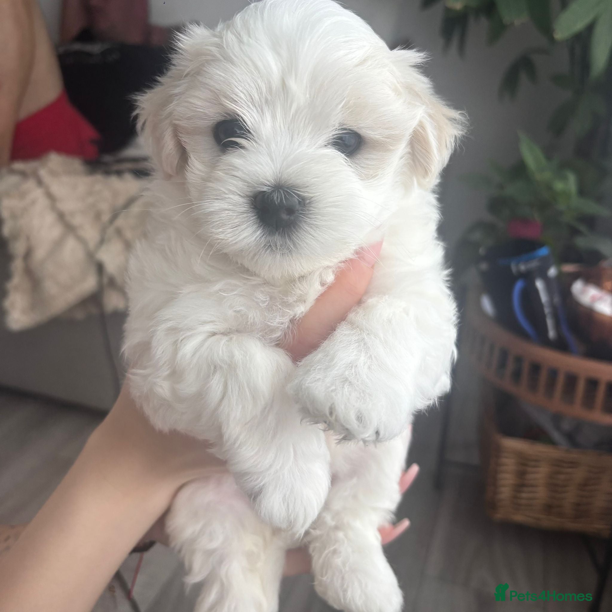 Maltese dogs Maltese 3 Boys 2 Girls   - Advert 6