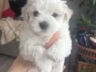 Maltese dogs Maltese 3 Boys 2 Girls - Advert 6