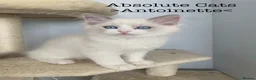 Ragdoll cats for sale: 3 LEFT!!! TICA REGISTERED RAGDOLL KITTENS  - Advert 18