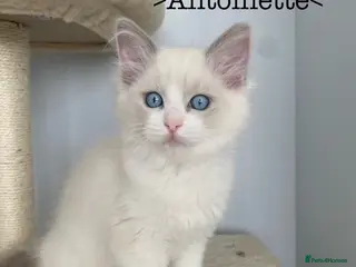 Ragdoll cats 3 Boys Left! TICA REGISTERED RAGDOLL CATS - Advert 6