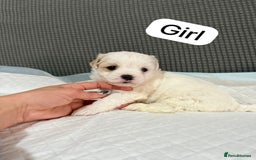 Mixed Breed dogs for sale: Mixed puppies  - Advert 6