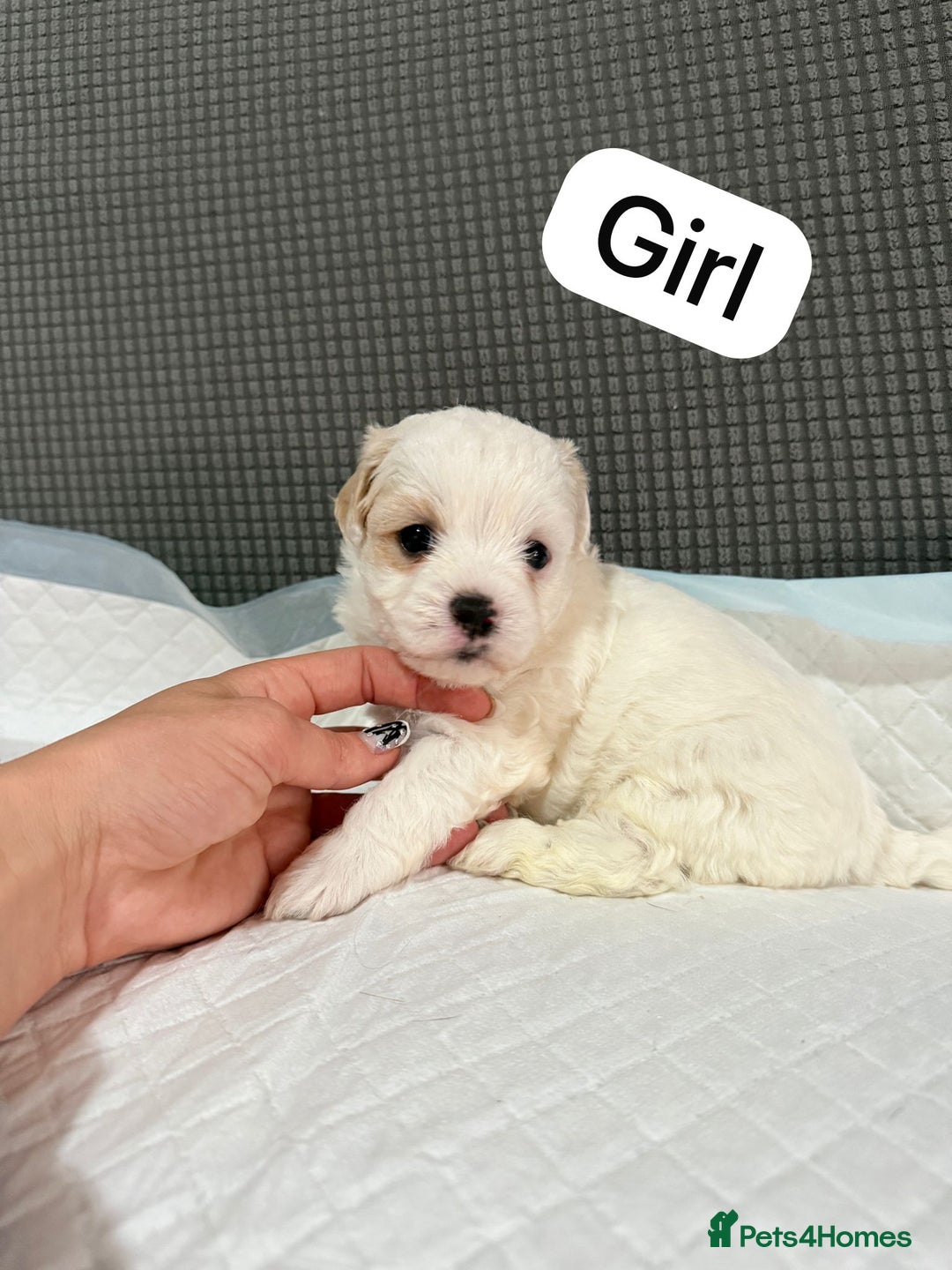 Mixed Breed dogs for sale: Mixed puppies  - Advert 6