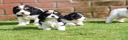 Cavachon dogs for sale: Beautiful Cavachon puppies for sale - Advert 26