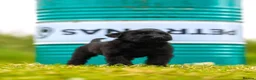 Giant Schnauzer dogs for sale: Working line Giant schnauzer puppies - Advert 22