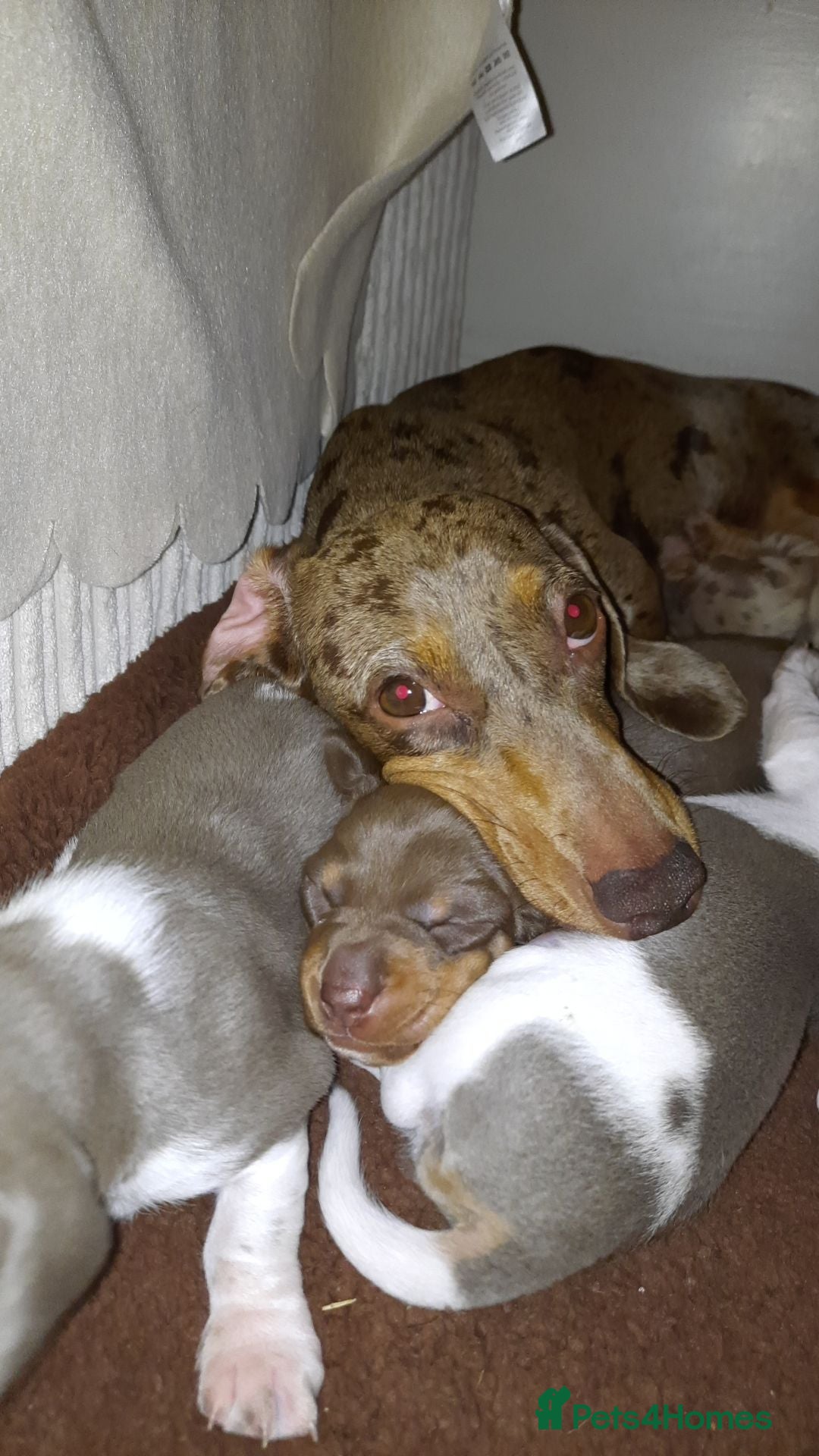 Miniature Dachshund dogs Beautiful mix of miniature dachshund/dapple/piebal - Advert 1