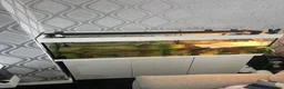 Terrapin reptiles for sale: 2x diamondback terrapins & juwel tank setup - Advert 14